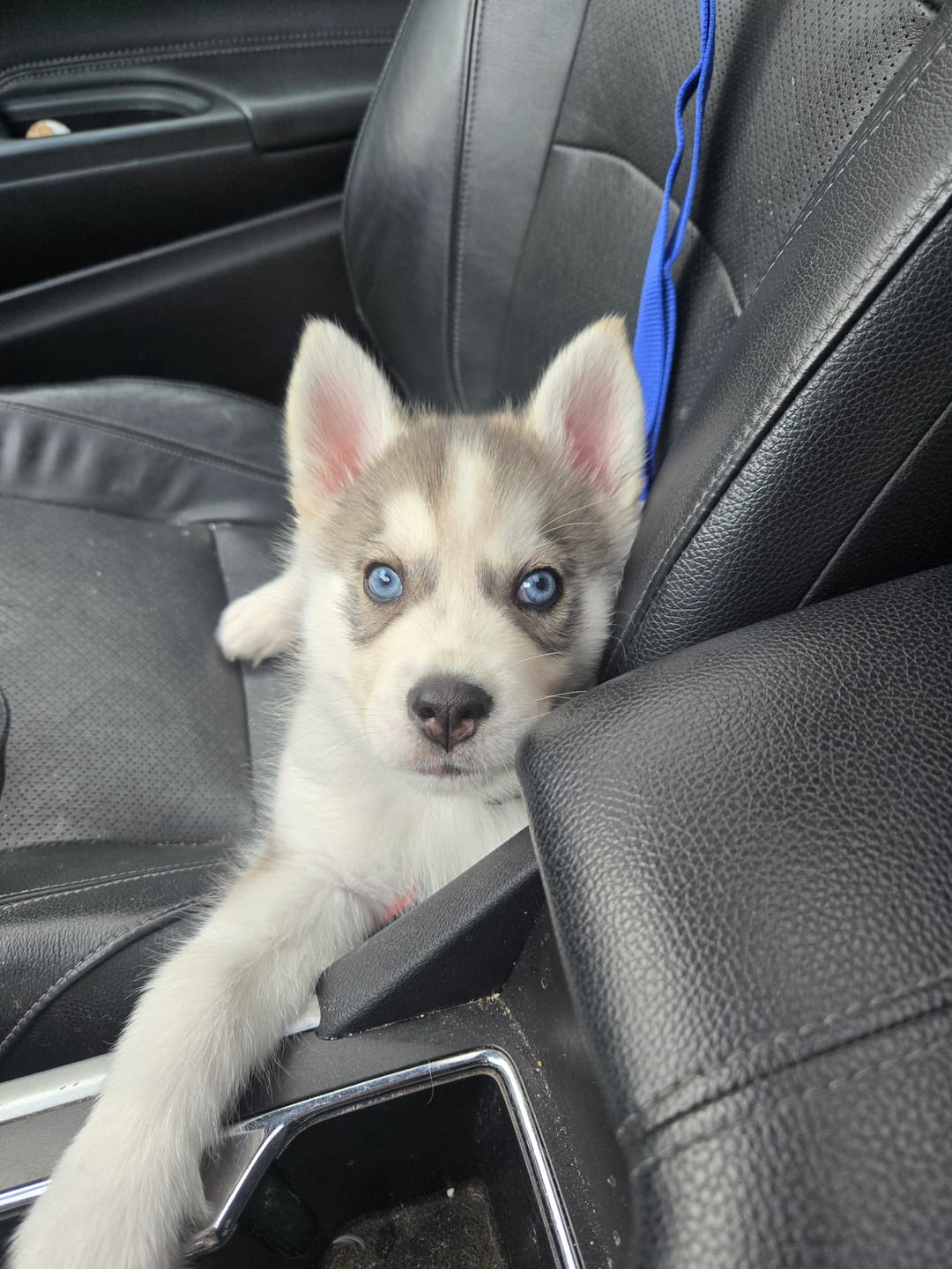 Customer photo review of 2 Pack Headrest Car Dog Safety Seatbelt