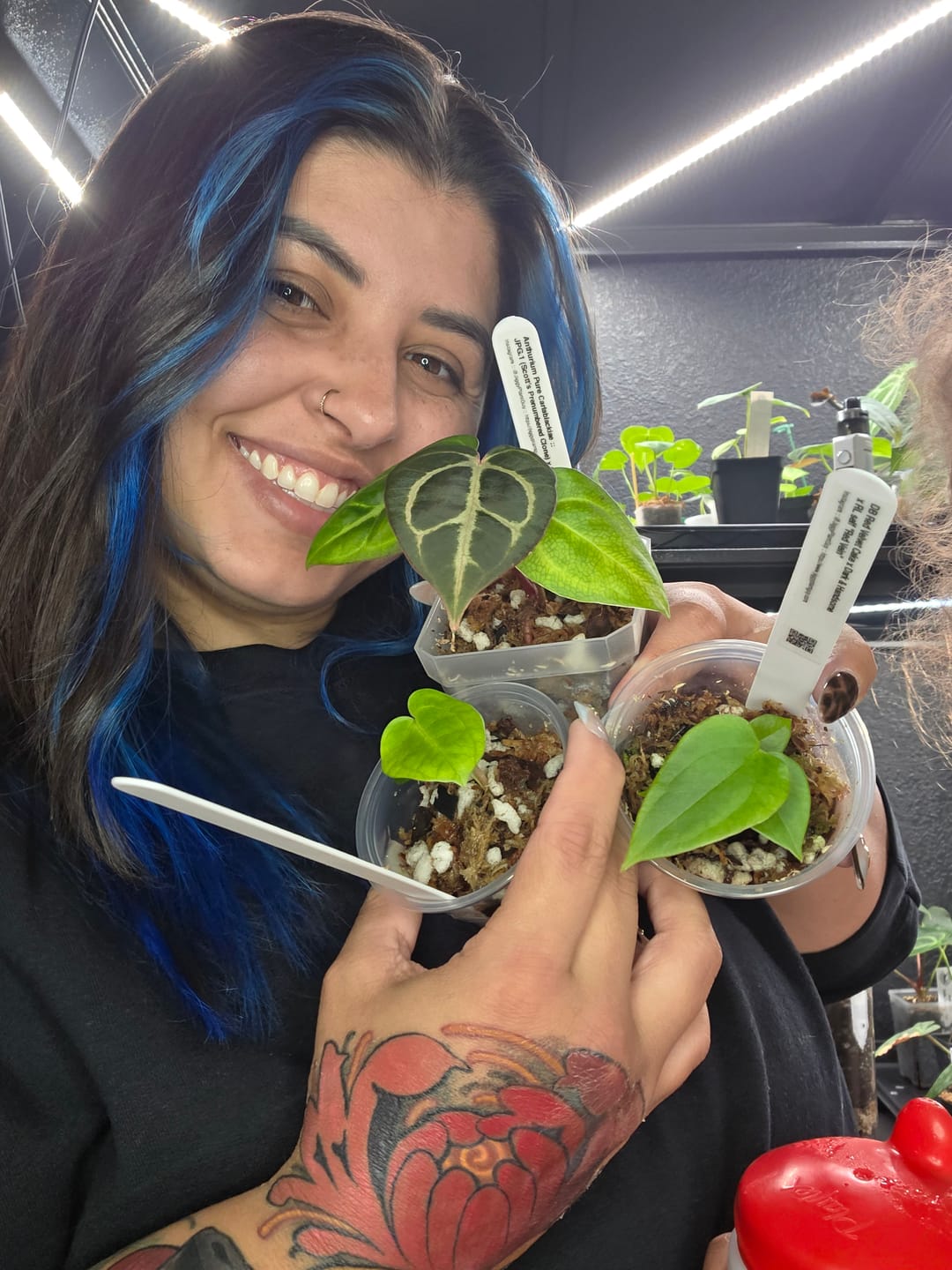 Customer photo review of Tutti Frutti :: (Variegated Wonderboy × Papillilaminum) × (Carlablackiae × RVDP)
