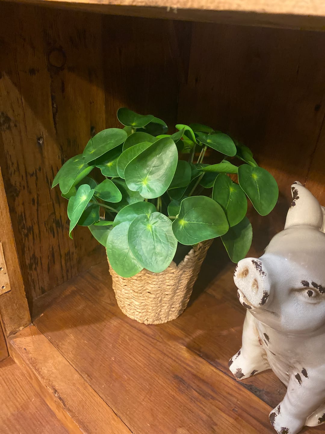 Customer photo review of Pilea Chinese Money Pick