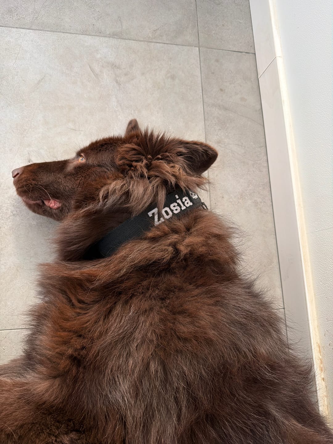 Customer photo review of Obroża dla psa z imieniem - Personal Extreme