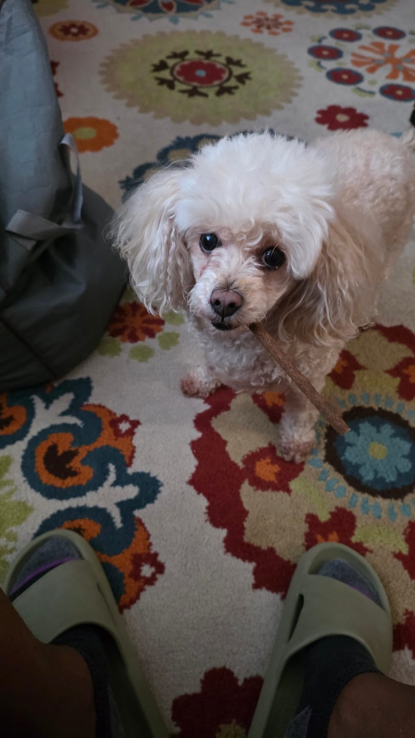 Customer photo review of Stick a Day Dogs | Mix of Chicken & Beef Flavor | Specially Formulated 7-in-1 Functions Daily Real Meat Snacks for Dogs | Healthy Tasty Treat & Pet Vitamins & Supplements Combination (Pack of 28 Sticks)