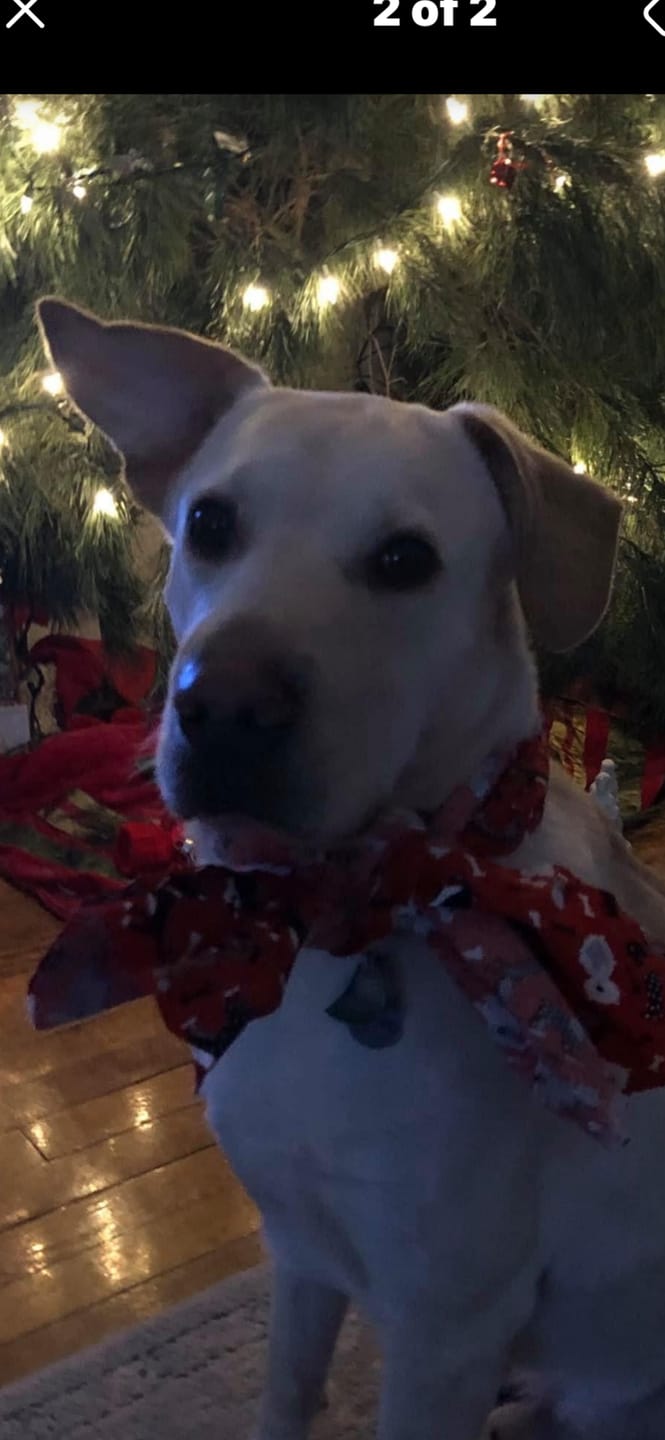 Customer photo review of Calming and Nervousness Support for Dogs and Cats