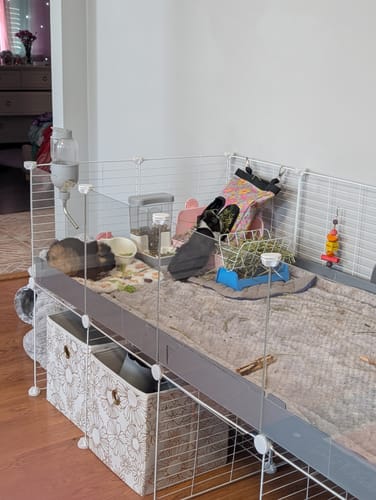 Customer photo review of 6x2 C&C Cage with Loft & Stand