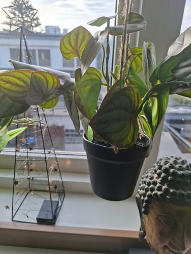 Customer photo review of Pothos Kunst Hangplant 70 cm