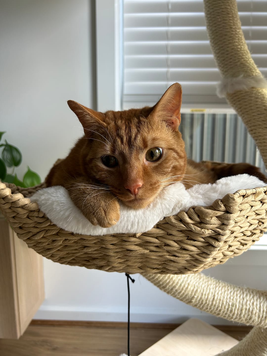 Customer photo review of MICHU Ivy Cat Tower Deluxe 4-Tier Designer Tall Cat Tree Pre Order