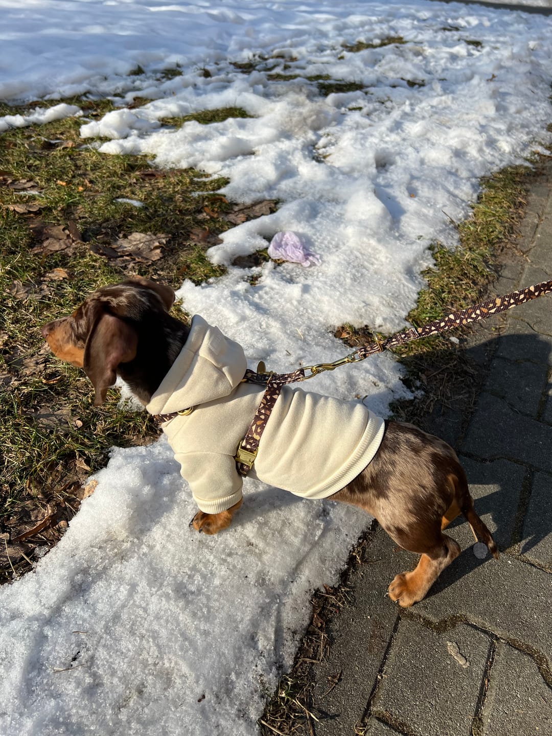 Customer photo review of Szelki guard "Brownie Terrazzo" - złote okucia