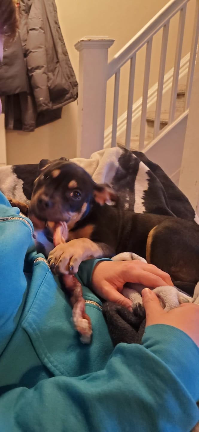 Customer photo review of 12 Inch Thick Braided Bully Stick