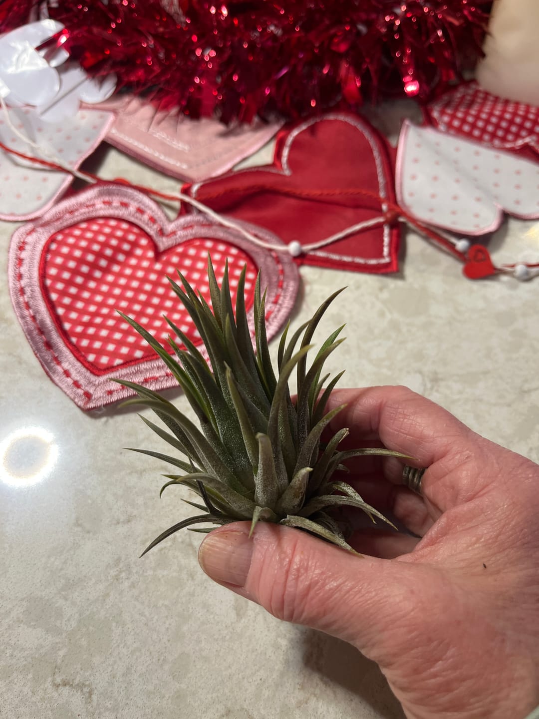 Customer photo review of Ionantha Curly Giant