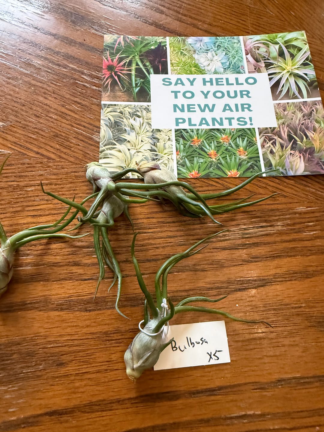 Customer photo review of Wholesale Bulbosa Small  (Minimum Order 5)