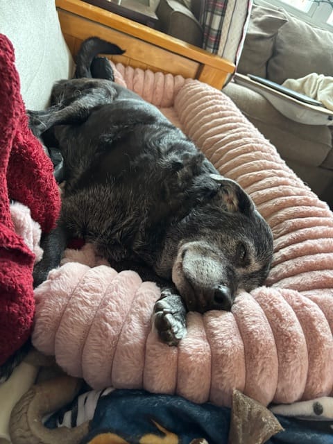 Customer photo review of Luxury Couch Cover Dog Bed - Pink
