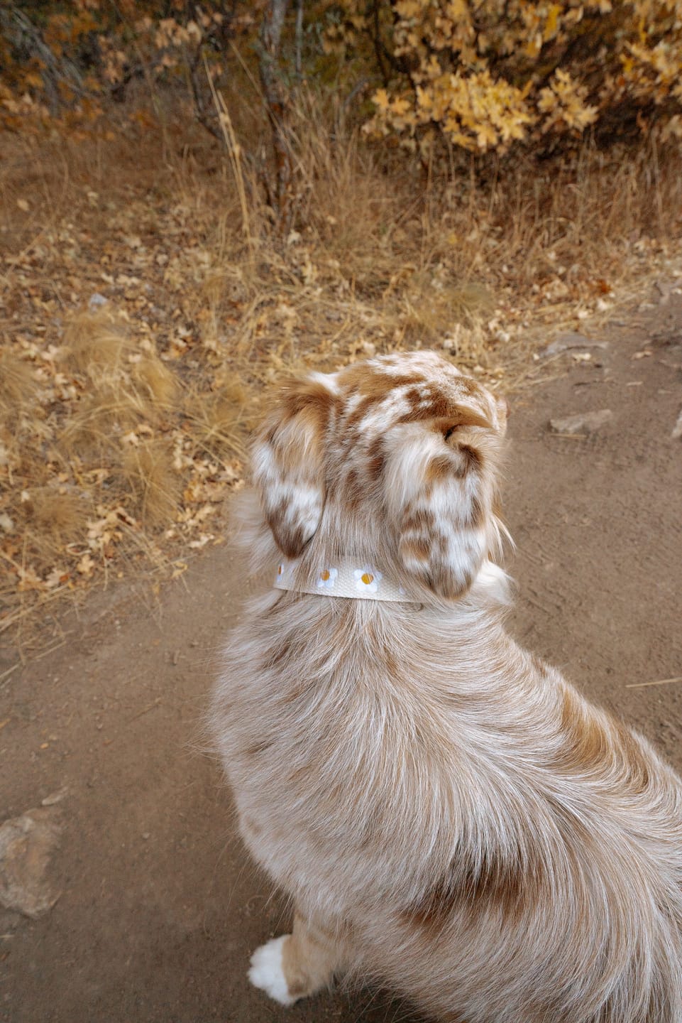 Customer photo review of Daisy Dog Collar - Beige