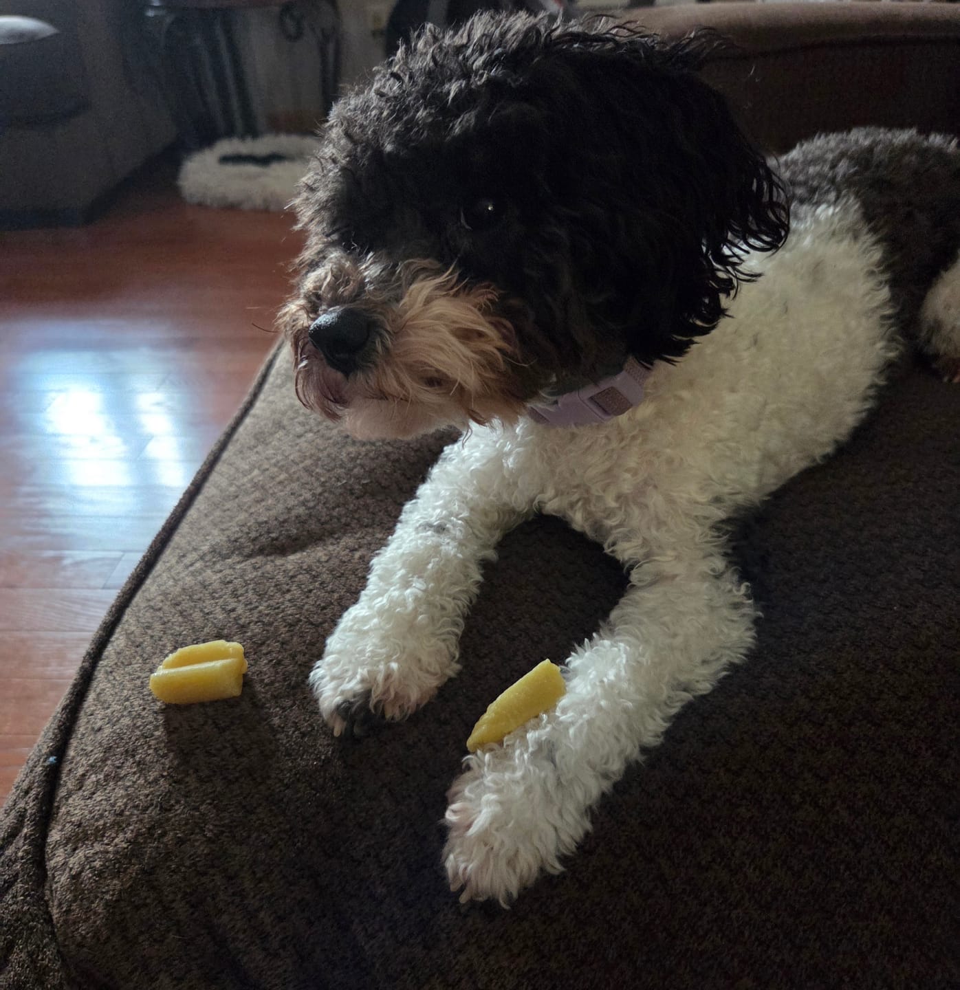 Customer photo review of Banana Yak Chews