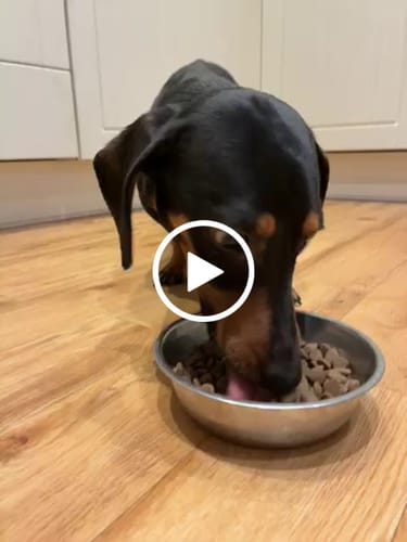 Customer video review of Puppy Superfood Angus Beef with Carrot, Green Beans, Cauliflower, Tomato & Courgette