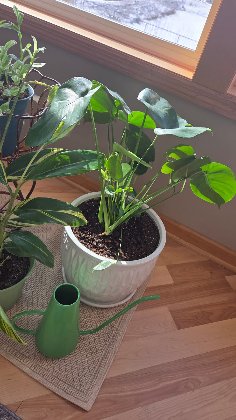 Customer photo review of Monstera Deliciousa Live Indoor Plant, Easy Care Low Light Houseplant, Air Purifier Monstera Gift Plant Mother's Day Pet Friendly Plant