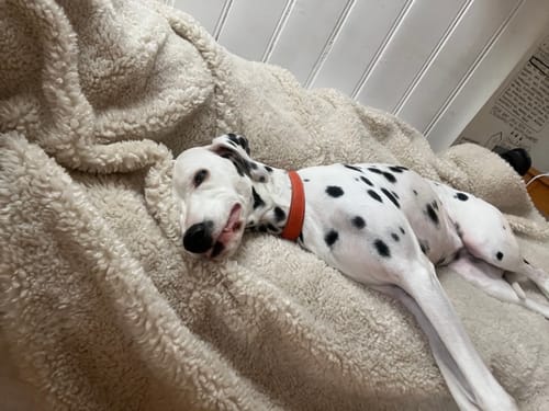 Der Dalmatiner eines Kunden liegt entspannt auf einer flauschigen Decke, wie in der Bewertung für Scratch Less gezeigt.