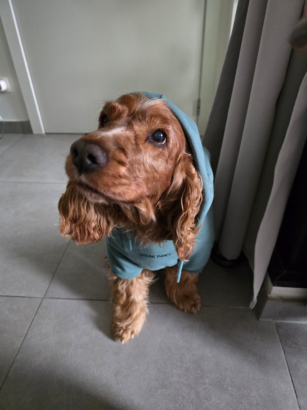 Customer photo review of Essential Dog Hoodie - Teal
