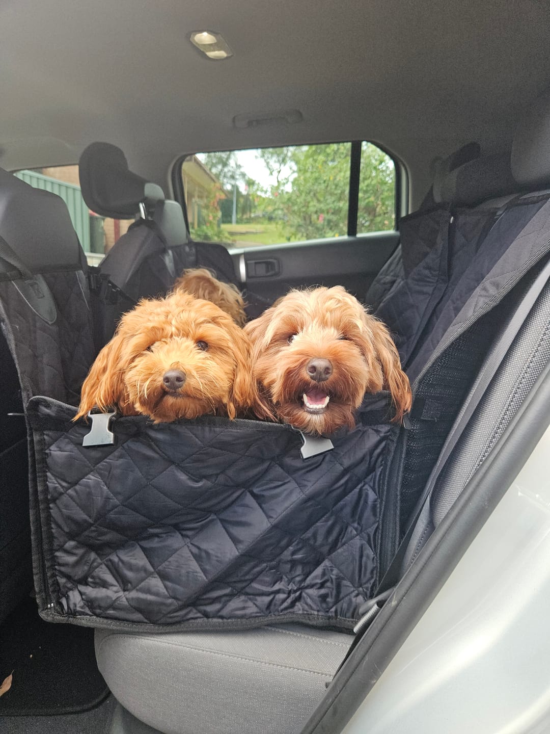 Customer photo review of 4-in-1 Dog Car Seat Cover
