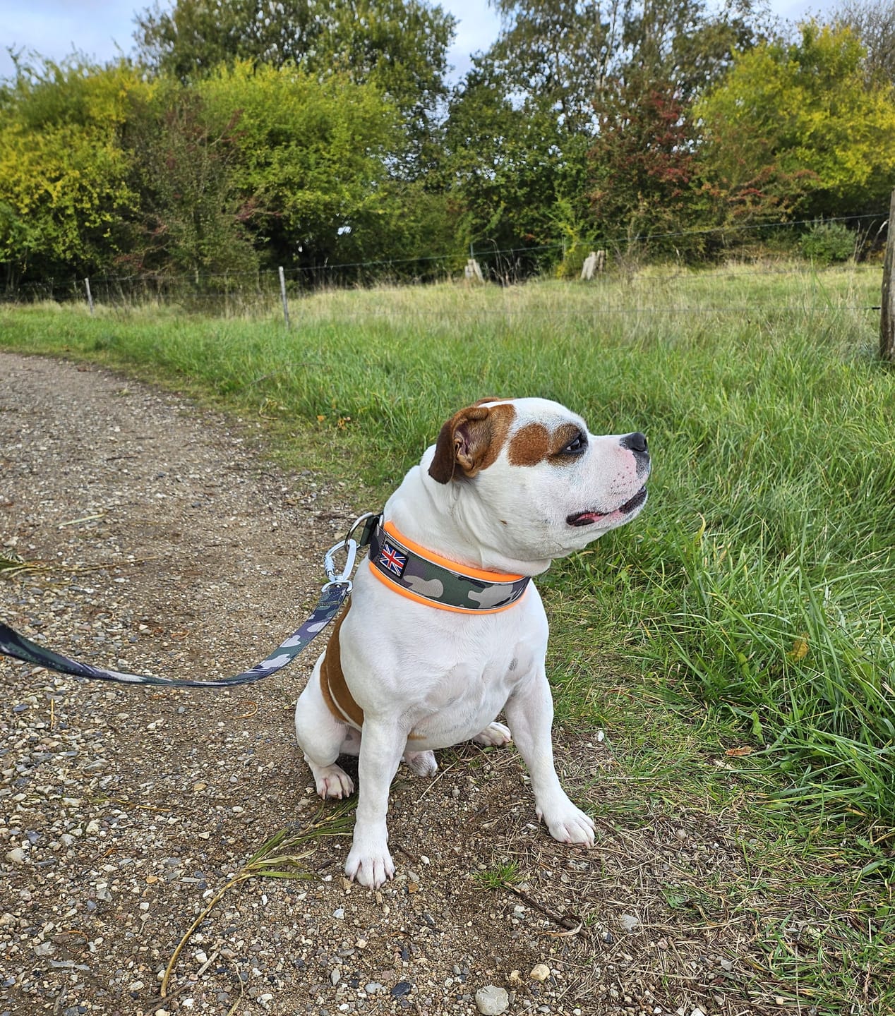 Customer photo review of Staffordshire Bull Terrier 1935® Nylon Leash - Classic Camo & Neon Orange - Carabiner