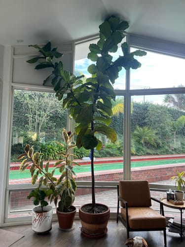 Reviewer's massive fiddle leaf fig tree thriving and reaching the ceiling after using Soil Refresh.