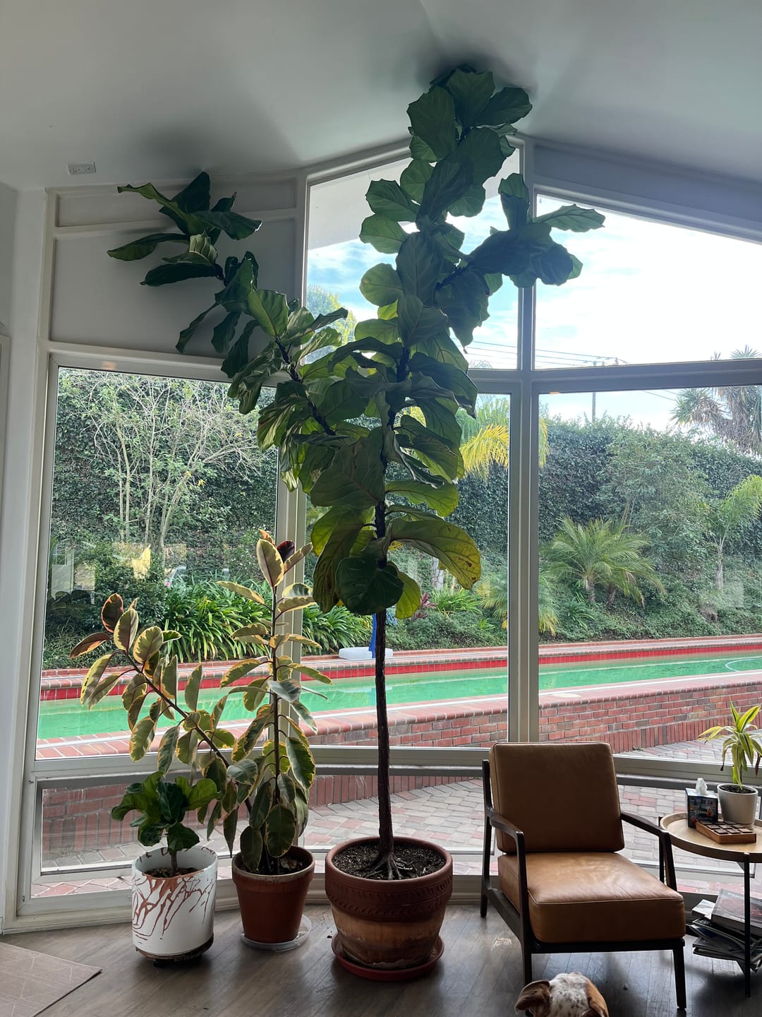 Customer photo review of Soil Refresh