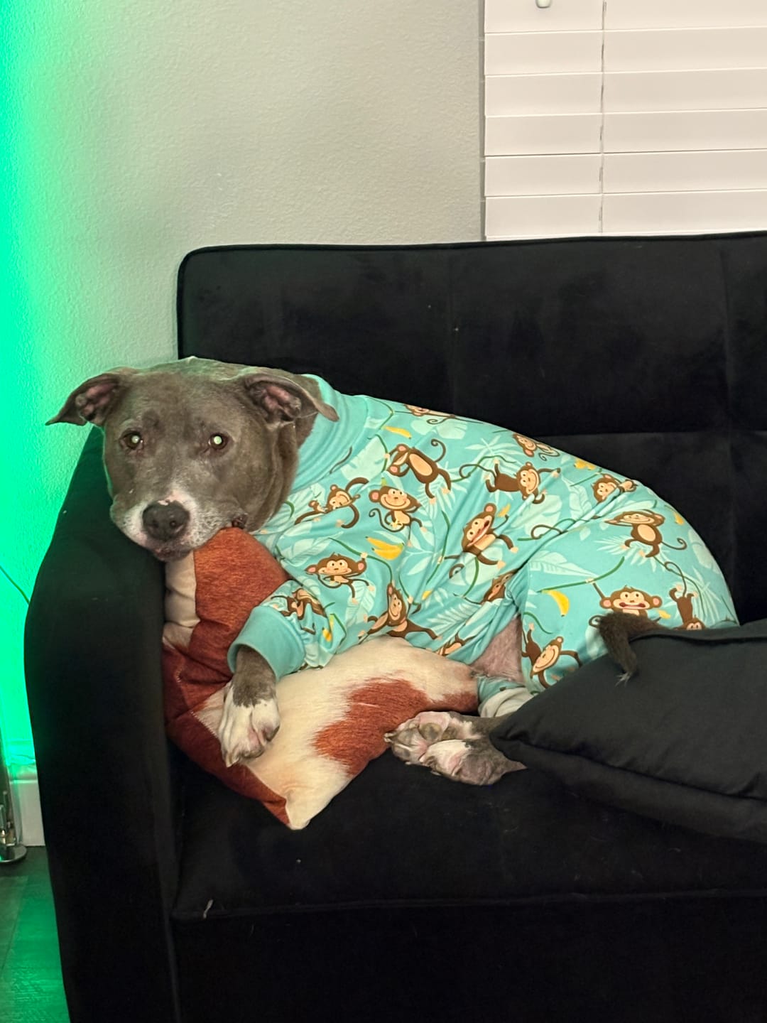 Customer photo review of Dog Pajama - Monkey Business