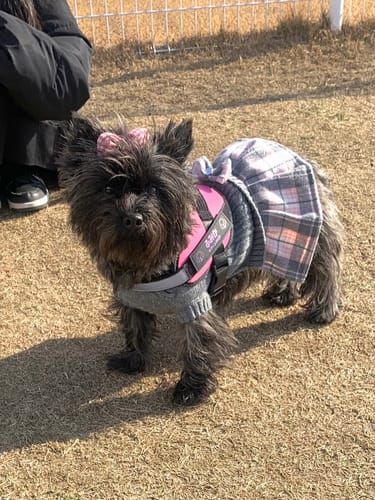 Customer photo review of FunFunPet 高機能ハーネス（お名前タグ作成サービス付き）