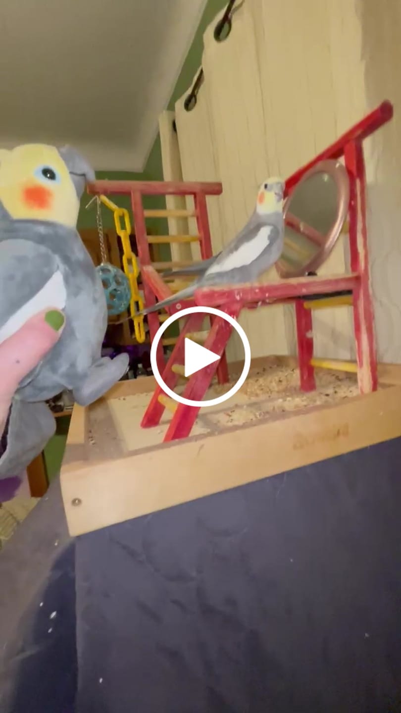 Customer video review of Cockatiel Bird Soft Stuffed Plush Toy