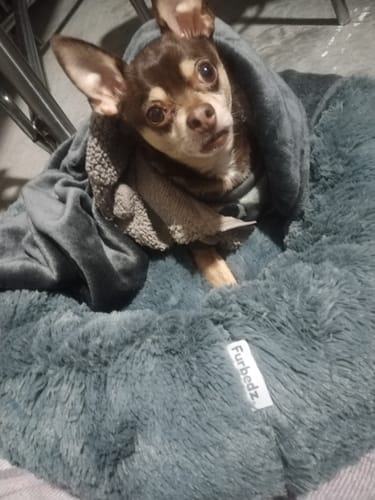 Un cliente muestra a su perro pequeño acurrucado en la suave Cama Antiestrés para Perros de color gris, mirando a la cámara.