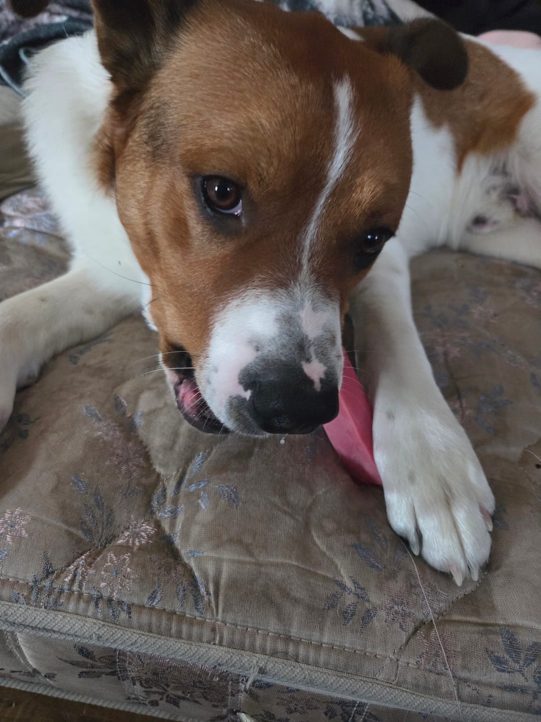 Customer photo review of Strawberry Himalayan Yak Chew (MEDIUM)