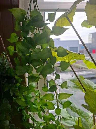 Customer photo review of Anthurium Kunst Hangplant 65cm