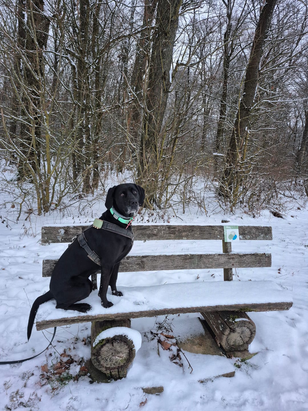 Customer photo review of Klapperfreie Hundemarke Silikonslider mit Edelstahl-Schild für Halsbänder inkl. GRATIS Gravur