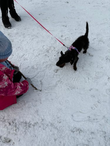 Customer photo review of Disney© Tough Trails™ Harness - Princess