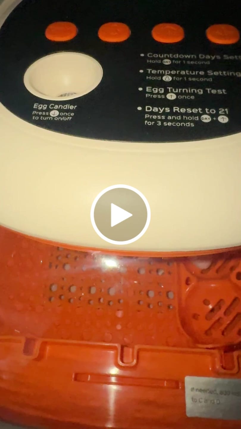 Customer video review of Egg Incubator -25 Egg Capacity