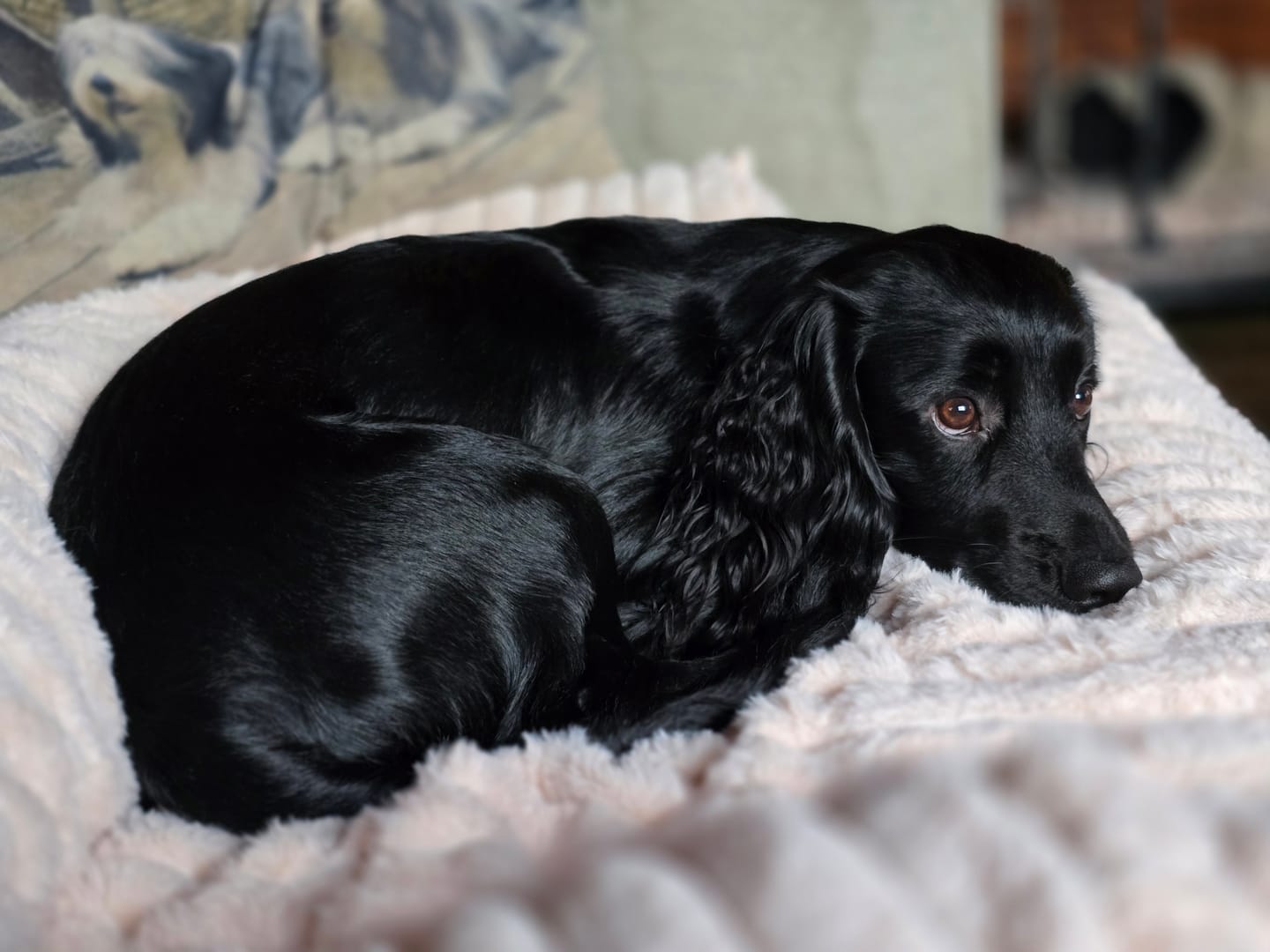 Customer photo review of Pet Perfect Luxe Hondendeken Bank - Bankbeschermer - Wasbaar