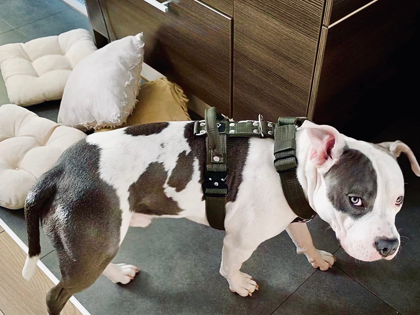 Customer photo review of Smycz nylonowa Walk Leash - Black Edition Khaki