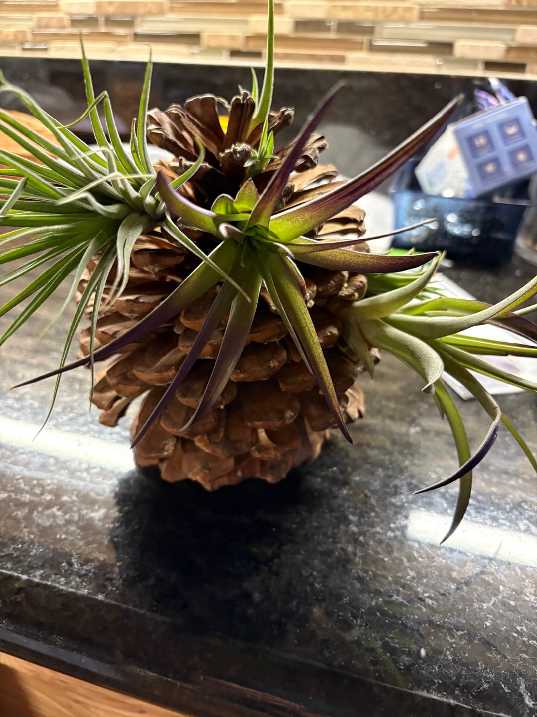Customer photo review of Ionantha Curly Giant