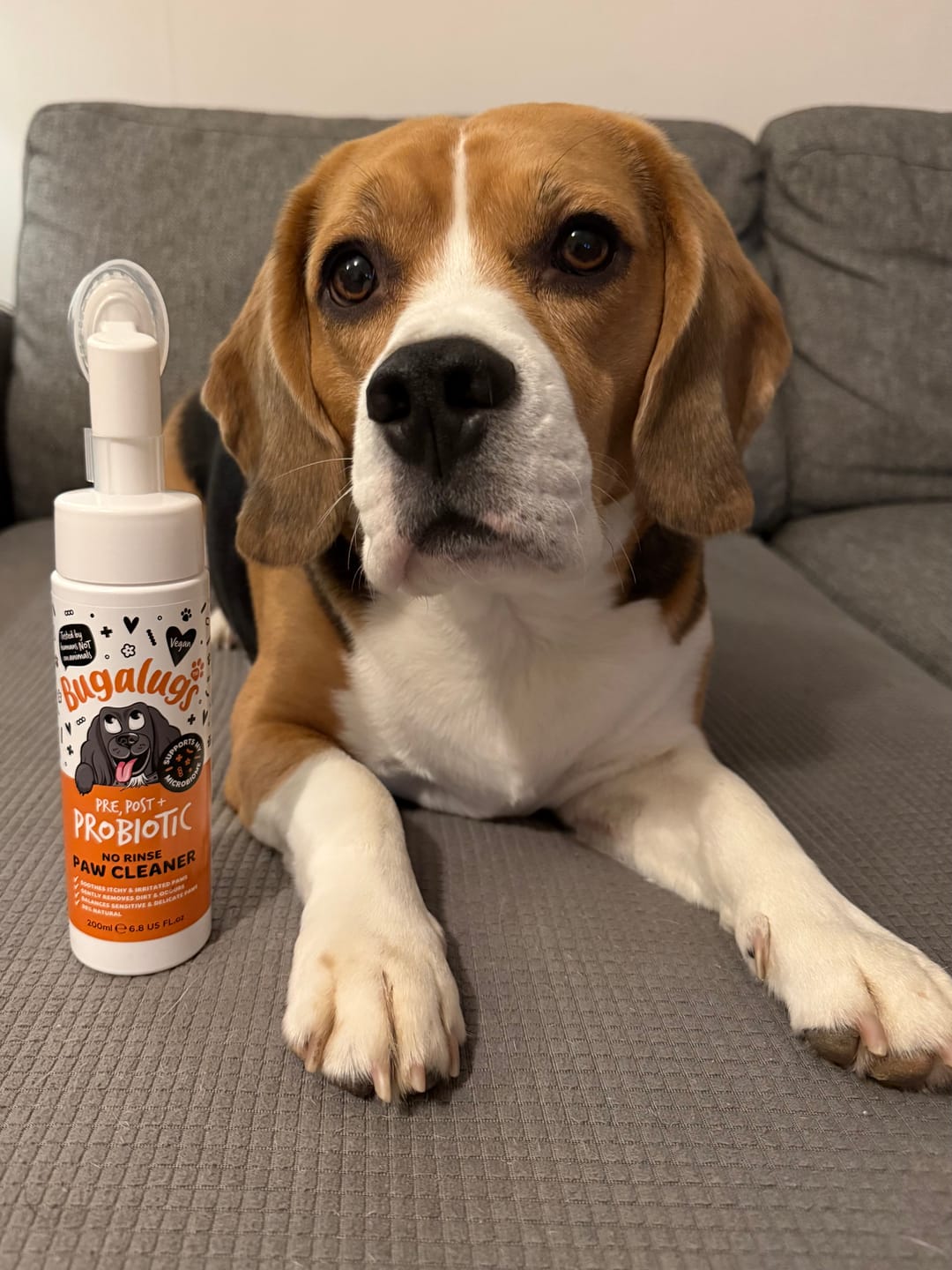 Customer photo review of Pre, Post + Probiotic No Rinse Paw Cleaner for Dogs