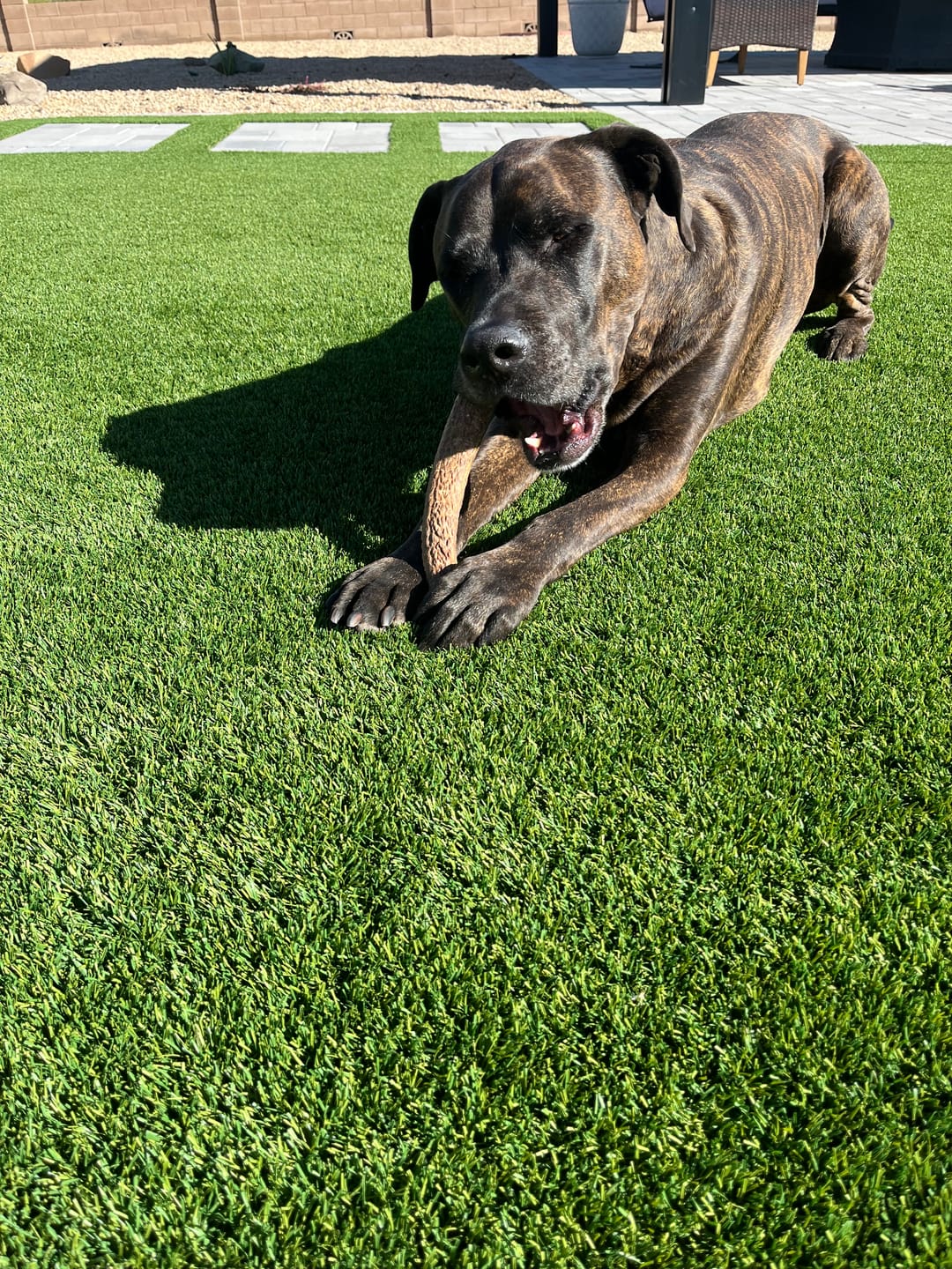 Customer photo review of Extra Large Elk Chew