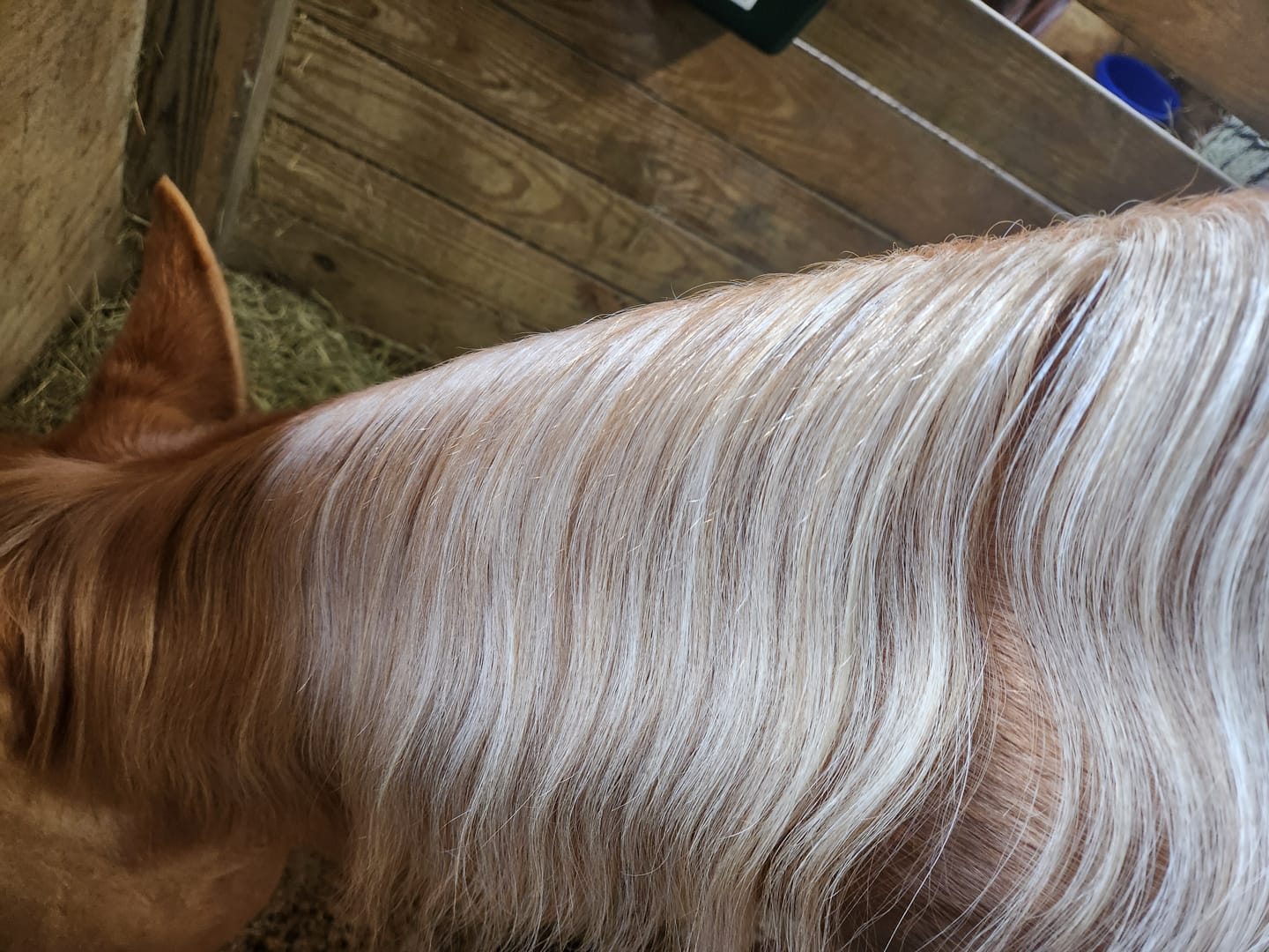 Customer photo review of Shine Gloss