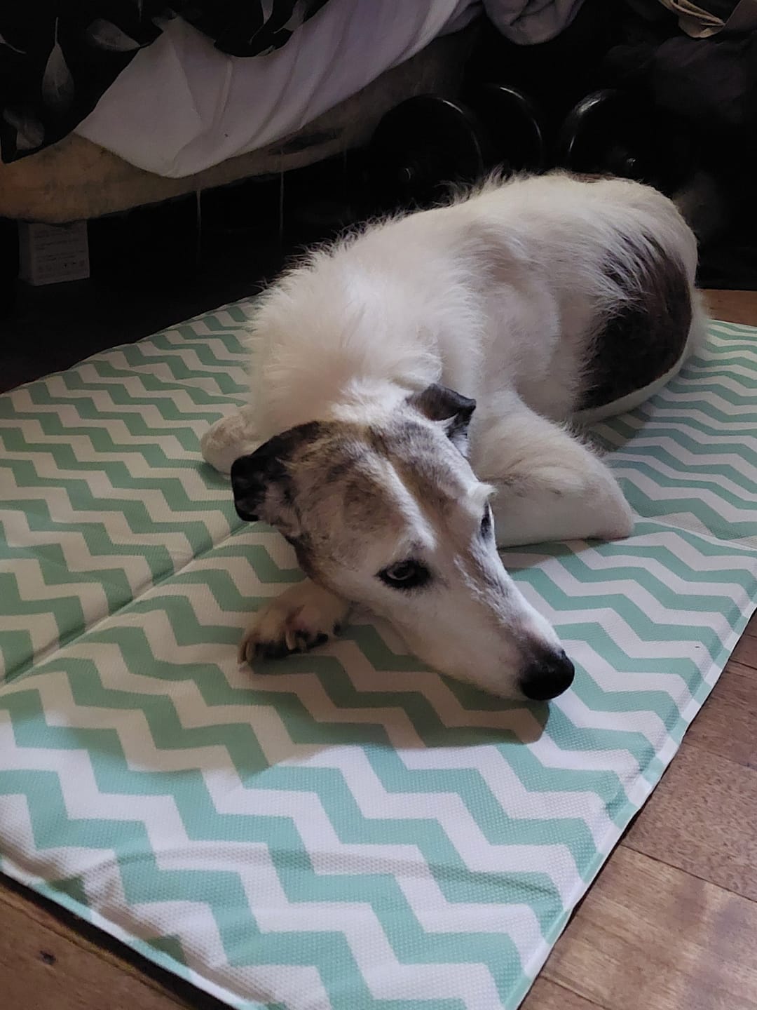 Customer photo review of Pet Cooling Mat - Non-Toxic Gel Pad for Dogs & Cats