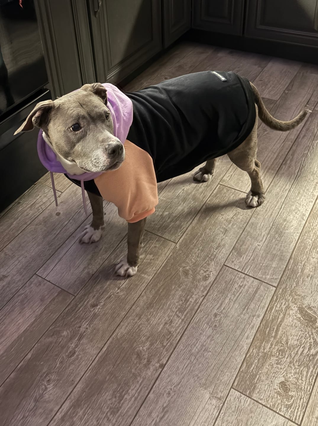 Customer photo review of Cyber Punk Dog Hoodie