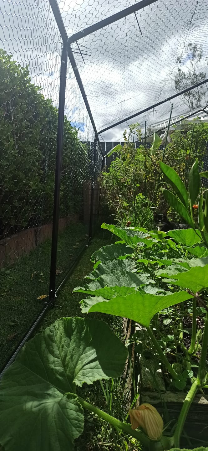 Customer photo review of Walk-In Chicken Coop Run with 2 UV Covers - 300x800x200cm