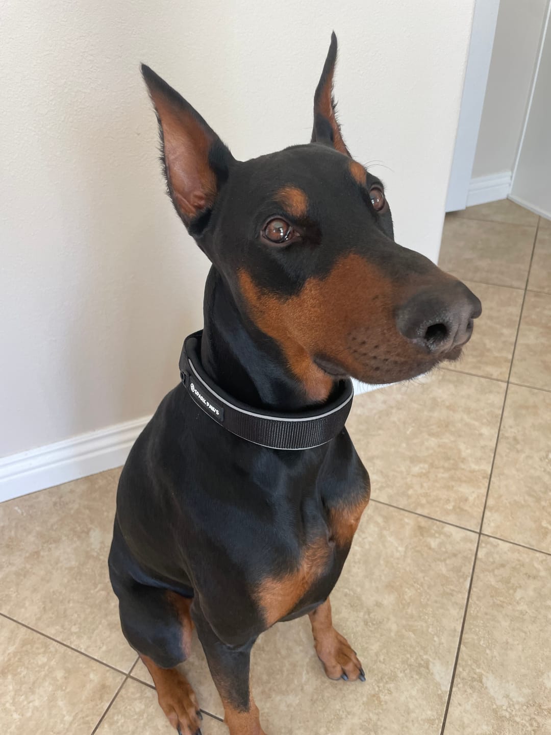Customer photo review of Cushioned Martingale Collar - Black