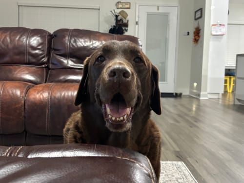 Customer photo review of DE-01 Dental Dogbiotic - Brand Page