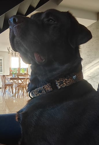 Customer photo review of Szeroka obroża półzaciskowa - Martingale Leopard