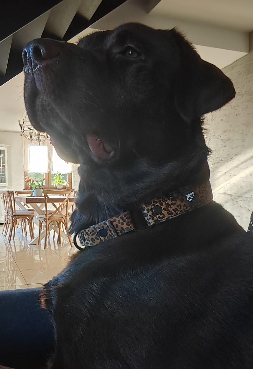 Customer photo review of Szeroka obroża półzaciskowa - Martingale Leopard