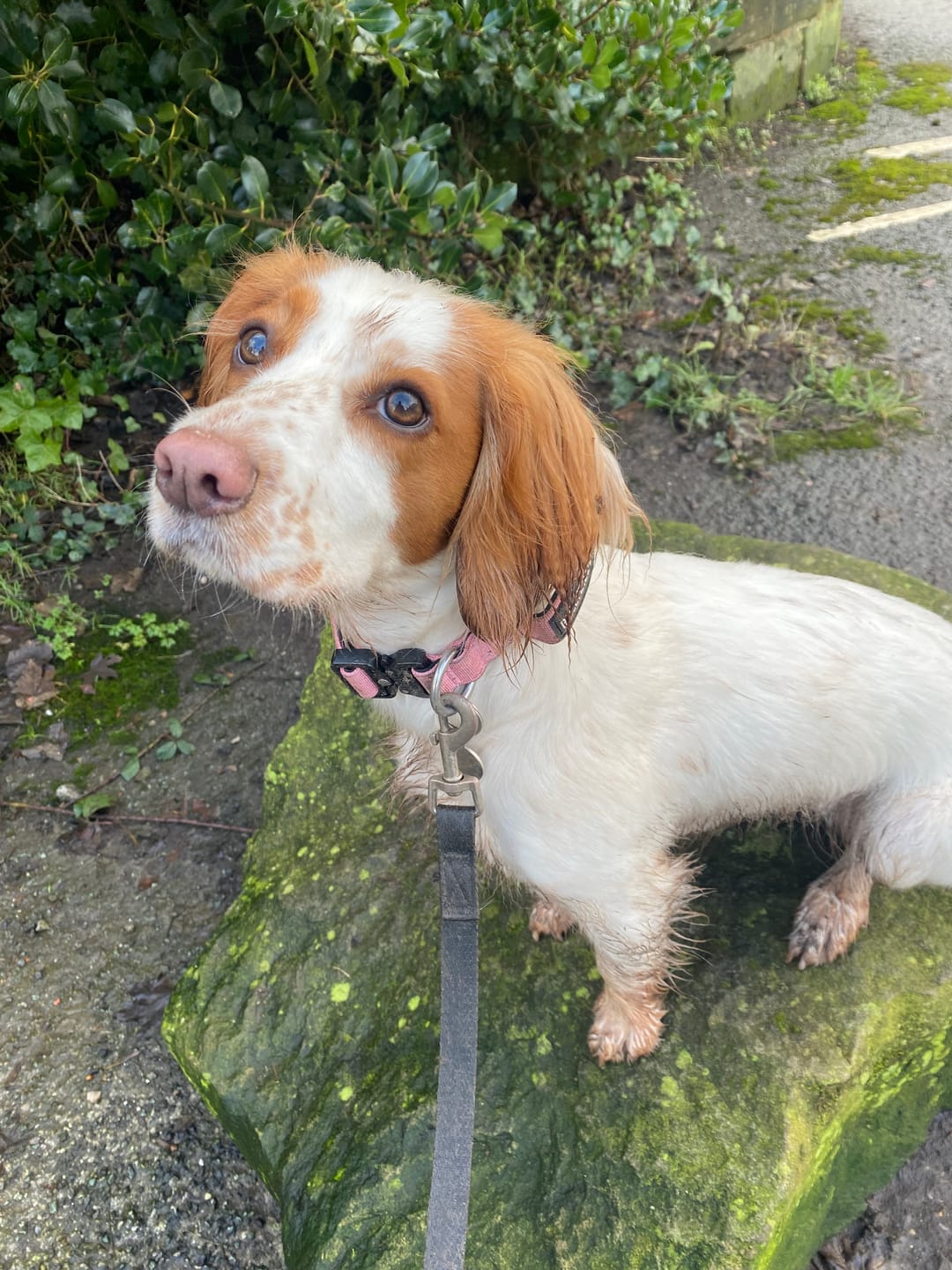 Customer photo review of 2.5cm Combat® Collar | With Handle & Rated Clip - Pink