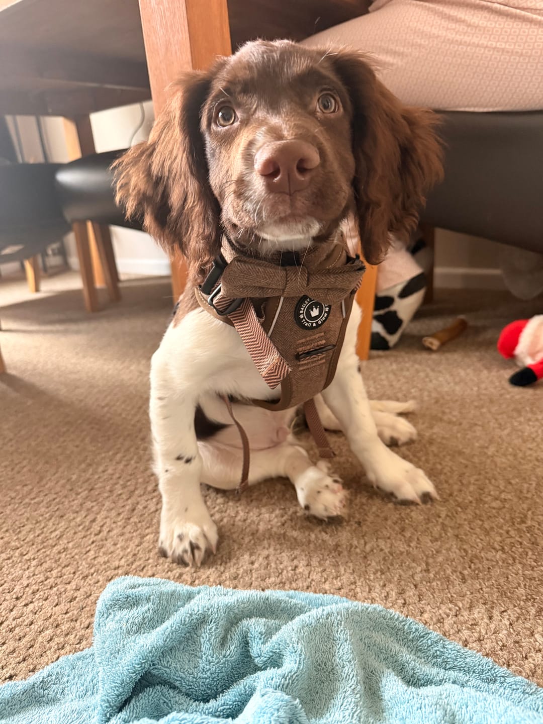 Customer photo review of Trail & Glow® Dog Harness Bundle Set - Oxford Tweed