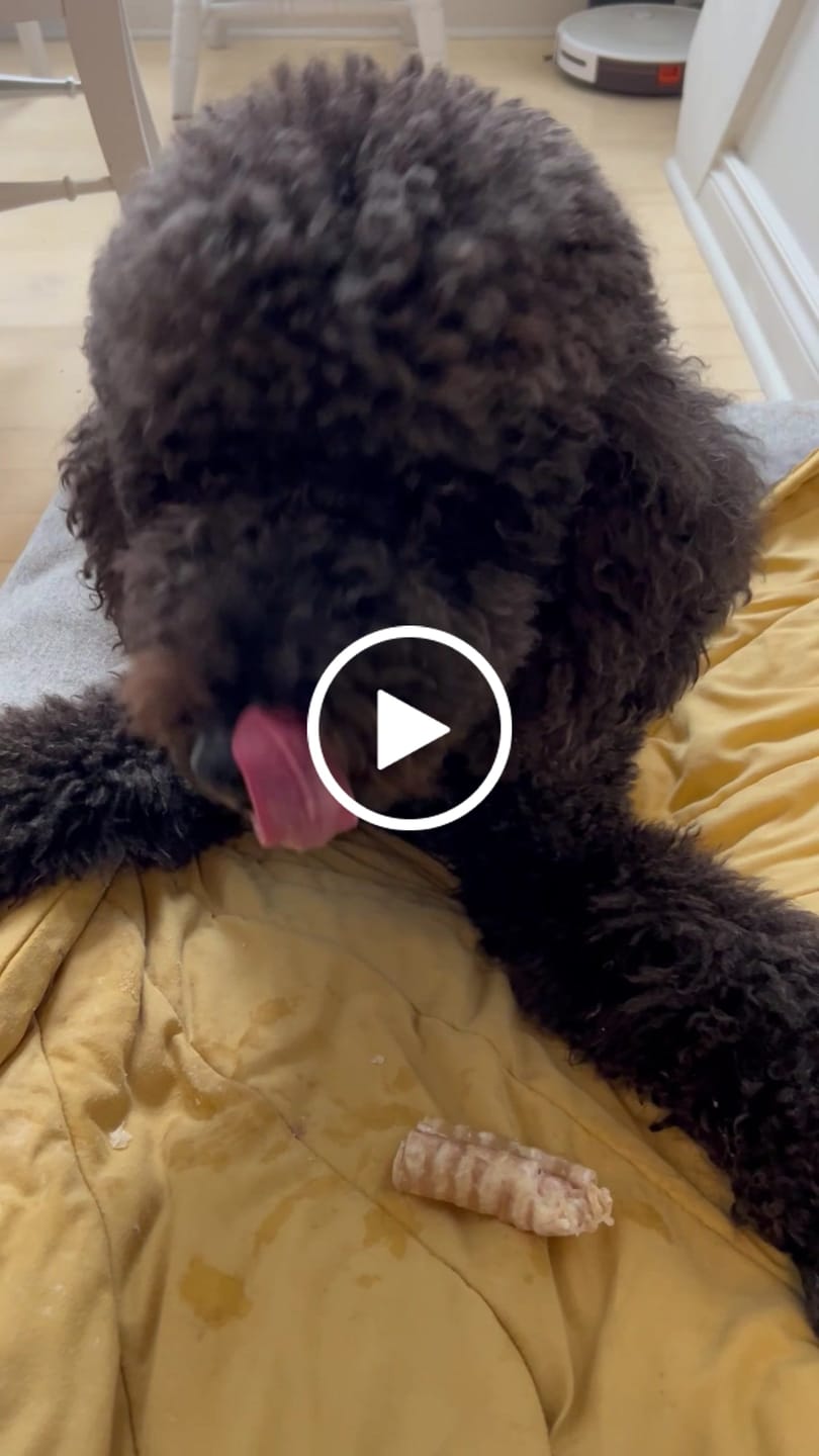 Customer video review of 6 Inch Beef Trachea