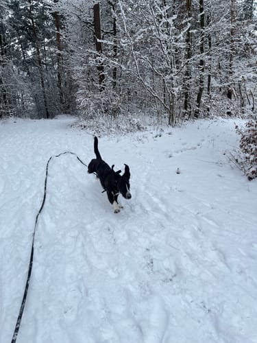 Kundenfoto für Active Hips: Ein aktiver Hund rennt glücklich durch den Schnee.